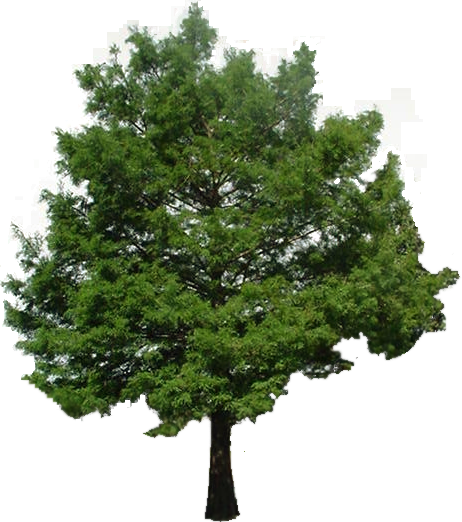 cypress tree